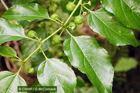 Image result for Colubrina asiatica
