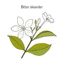 Image result for Holarrhena