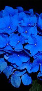 خلفيات ايفون ورد طبيعي iphone wallpapers hd download plant nursery plants flower garden