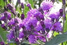 Image result for Vernonia turbinella