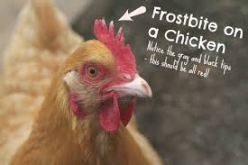 What are the pros and cons of rooster comb? Why Chicken Comb Turns Black Diseases That Cause Black Comb
