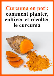 Cultivez Et Recoltez Le Curcuma Curcuma Culture Des Legumes Cultiver