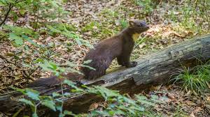 Nicht nur im motorraum können marder überraschen, manche hausbesitzer werden auch nachts durch plötzlichen lärm auf dem dachboden geweckt. Marder Im Dach So Werden Sie Ihn Wieder Los Focus De