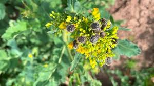 Image result for Tropinota hirta