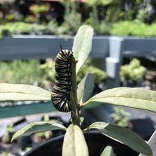 The state park is a wildlife sanctuary and an entrance fee is required. Weatherbee Nursery Nurseries Gardening 701 E Weatherbee Rd Fort Pierce Fl Phone Number Yelp