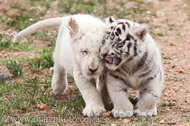 Lion And Tiger Friends Albinoanimallion Friends Lion Tiger Pet Tiger Albino Animals Animal Planet