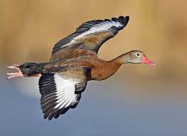 Site and is not affiliated with texas. Black Bellied Whistling Duck Wikipedia