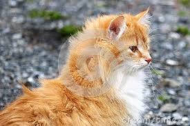 Delilah The Farm Cat Cats Cat Stock Stock Photos