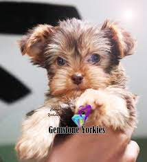 Pin On Green Eyed Chocolate Yorkies