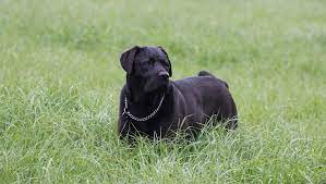 Mastador Labmaraner Mixed Dog Breed Pictures Characteristics Facts