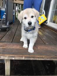 Cash or credit on venmo accepted Teacup Pomeranian Mix For Sale Novocom Top