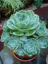 Pin On Gardens