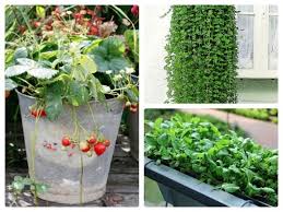 In deutschland gibt es verschiedene definitionen, die einander zum und wie unterscheidet man obst von gemüse? Die Besten Schattenpflanzen Fur Den Balkon Und Garten Eat Smarter