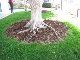 Dealing With Above Ground Tree Roots Tree Roots Tree Mulch Landscaping Trees