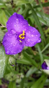 Image result for Commelinaceae