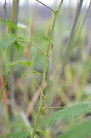 Image result for Walleria nutans