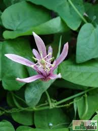 Image result for Passiflora sanguinolenta