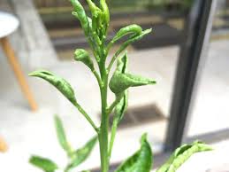 If the tree has recently been moved and lost leaves, the tree should put out new leaves but they will not be. Tangerine Leaves Curling