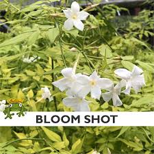 Image result for Jasminum