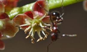 Image result for Volkameria glabra