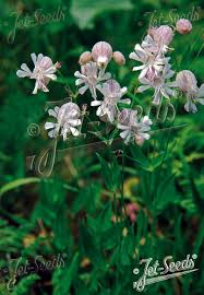 Image result for Silene kiwuensis