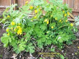 We did not find results for: Stylophorum Diphyllum Wood Poppy Shade Perennial Mulitiplies Likes Moist Soil And Pairs Well With Hosta This Shade Perennials Native Garden Shade Garden