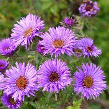 Purple Dome New England Aster Flower Landscape High Country Gardens Purple Perennials