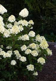 Hydrangea Living Cotton Cream Hydrangea Paniculata Hydrangea Plants