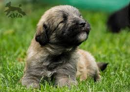 German shepherd mix puppies for sale colorado. Shepadoodle Puppies German Shepherd X Poodle Hybrid For Sale In Colorado Springs Colorado Classified Americanlisted Com