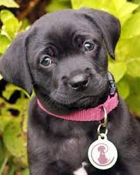 With more than 200 staff members on the ground in local boating areas, we now cover most of the usa. Kate Is An Adoptable Labrador Retriever Rottweiler Dog In Savannah Ga Black Lab Rottweiller Mix Female Puppies And Kitties Cutee Animals Rottweiler Puppies
