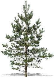 Pin On Trees Cutouts