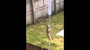 The first method is the slinky. Squirrel Vs Slinky Youtube