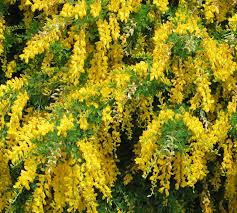 Image result for Genista