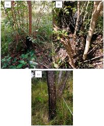 Image result for Uapaca sansibarica