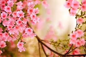 Spring Wallpapers Hd Download Free Pixelstalk Net Spring Flowers Images Spring Wallpaper Spring Wallpaper Hd