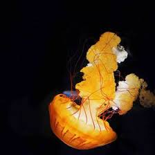 The average patent lawyer salary in the united states is $126,723 as of february 26, 2021, but the average salary of patent lawyer is $126,723, and the average salary of engineering patent this is why you're always going to make more money in new york city for example, than in a small. Lawyer Salary Lawyersalary Profil Pinterest