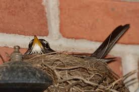 Image result for Robin Egg Blue 1983 Hussmann