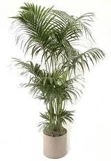 Kentia palms along mission bay in san diego, ca. How To Grow And Care For Indoor Palm Trees Kentia Palm Indoor Palm Trees Palm Plant