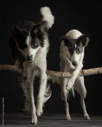 A Long Haired Whippet And A Whippet Border Collie Cross Jump Together Paul Croes Animals Beautiful Cute Dogs Canine Companions
