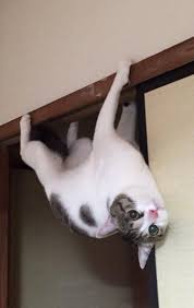 My Cat Princess Tigerbelle Photo Catsandkittens Cats Crazy Cats Ninja Cats