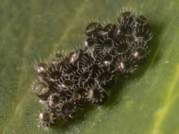 Image result for Aizoon schellenbergii