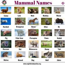 List Of Mammals Mammals Animals Name List English Study