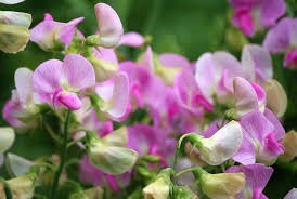 I am afraid to say the desire to come home was non existent. 22 Best Flowering Vines To Add To Your Garden