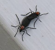 Useless Central Florida Trivia Fact 871 Lovebugs Are Said To Be The Result Of A University Of Florida Experiment Gone Horribly Wr Love Bugs Florida Termites
