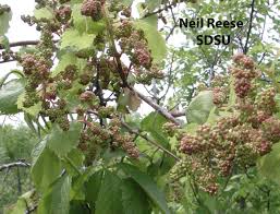 Image result for Vitaceae