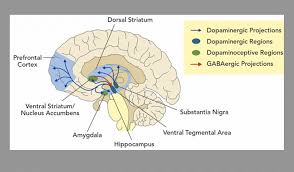 Image result for Stimulant Use Disorder