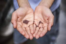 See full list on wikihow.com Chia Seeds Grow In The International Market Goldfoods