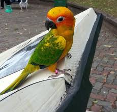 Bird Of The Month Very Cute 4 Month Baby Sun Conure For Sale At Very Best Price Sun Conure Conure Baby Month By Month