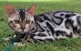 Bengal Cats–Are They Hypoallergenic? | Bengal Cats ...