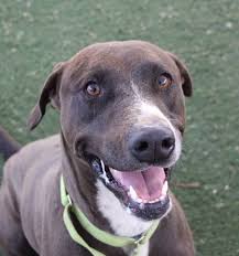 We're located in las vegas and reno, nevada. Pets For Adoption Las Vegas